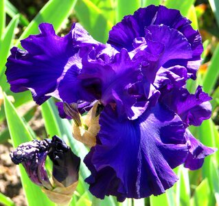 blue-violet bearded iris photo