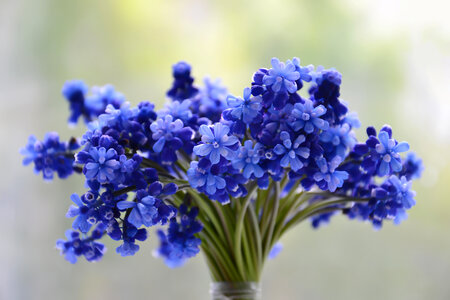 bouquet of blue flowers photo