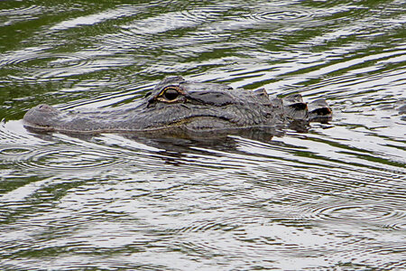 cruising crocodile photo