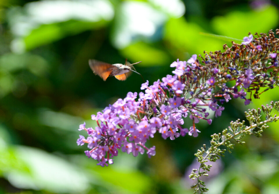 Hummingbird hawk-moth