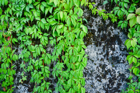 Climbing ivy photo