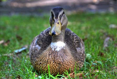 A duck photo