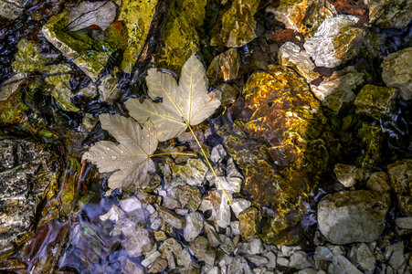 Wet maple leafs in a stream