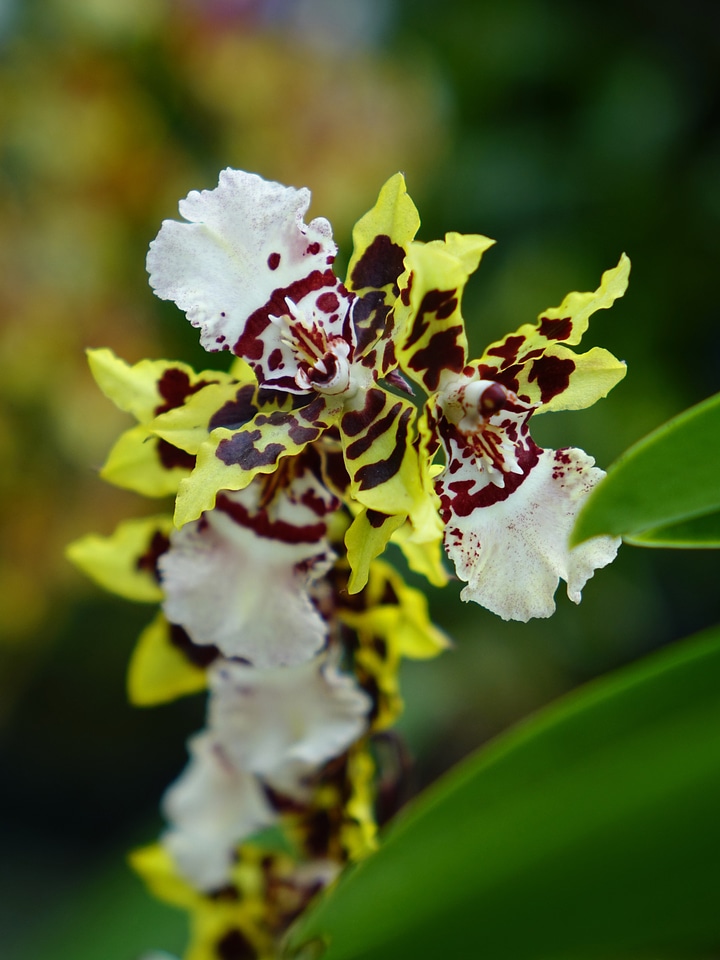 Bloom branch closeup