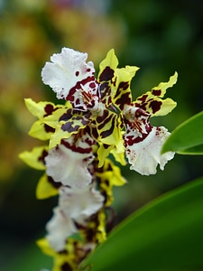 Bloom branch closeup