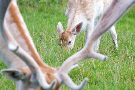 Oh my deer photo