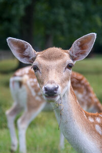 Deer eating some grass photo