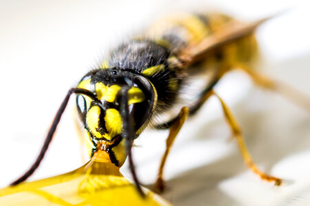 Wasp macro photo
