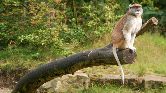 Monkey on the watch