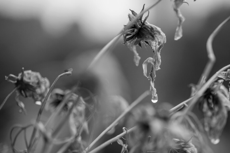 Old flower after the rain