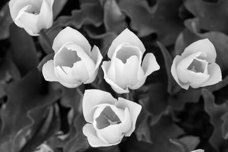 Black and white flowers
