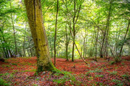 Steep forest photo