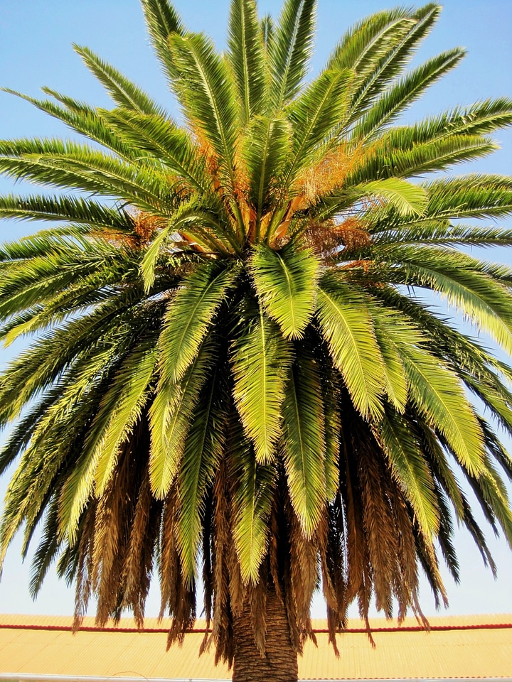 Tree organic agriculture