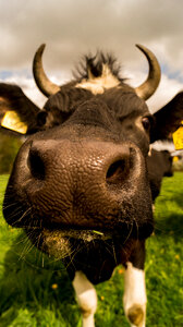 Cow up close photo