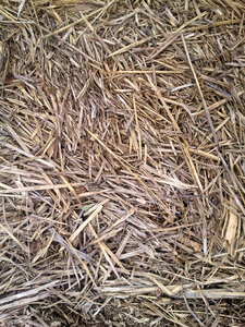 Wood Chips photo