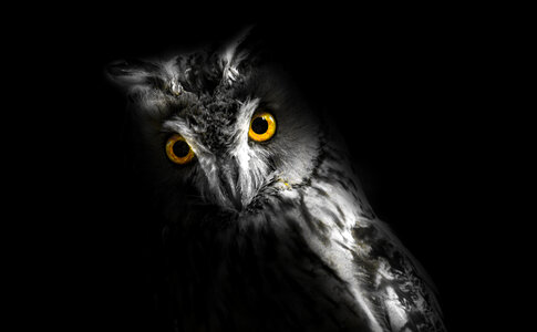Owl in the dark photo