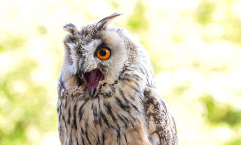 Owl screaming photo