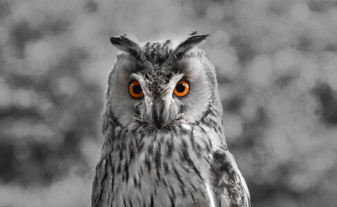 Wise owl photo