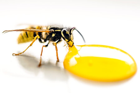 Wasp drinking some honey photo
