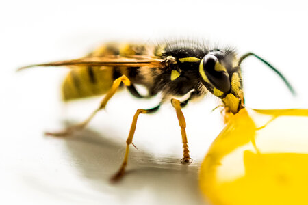 Wasp close up photo