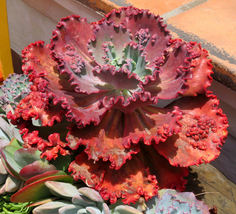 red ruffled succulent