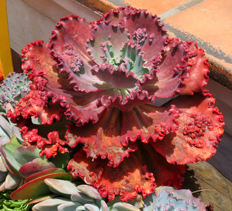 red ruffled succulent photo