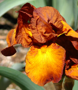 coppery iris photo