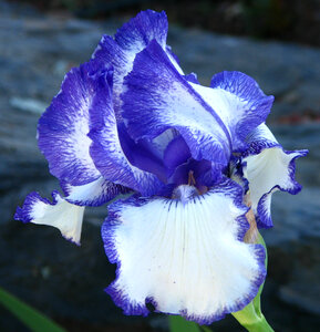 blue-and-white iris photo