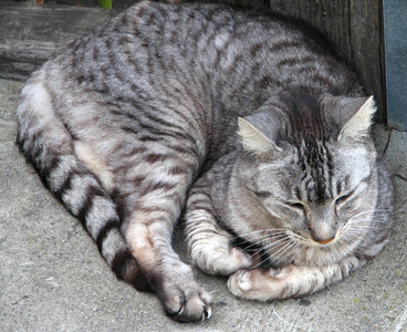 gray tabby cat photo