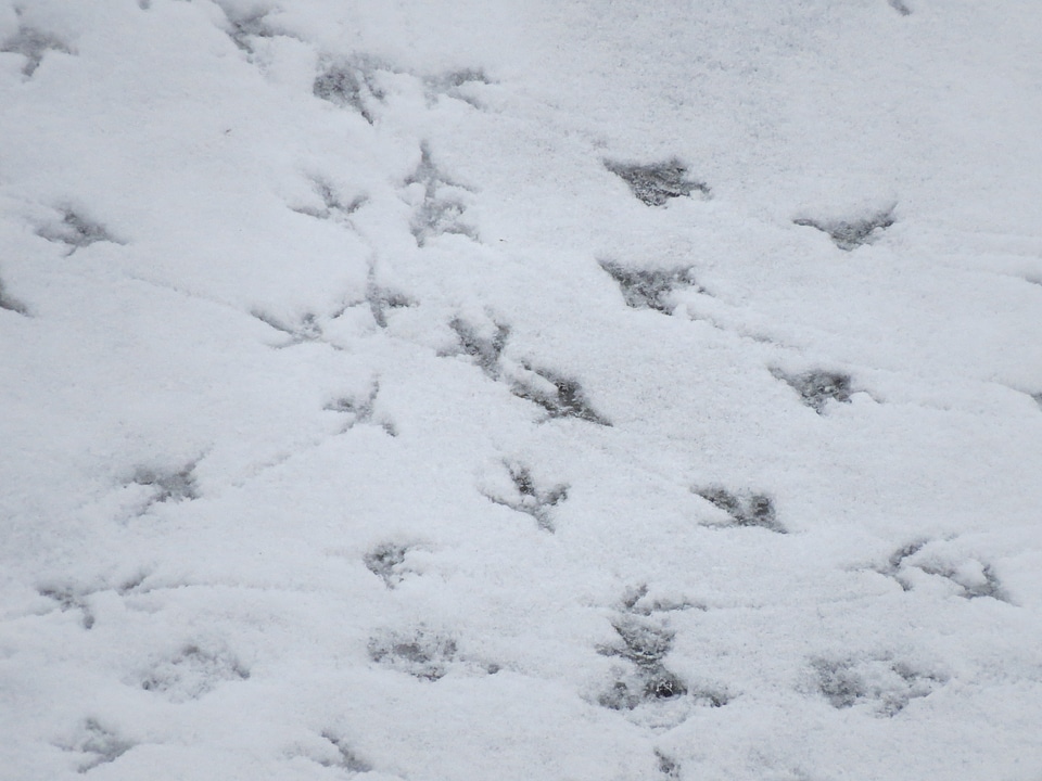 White winter cold