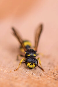Wasp photo