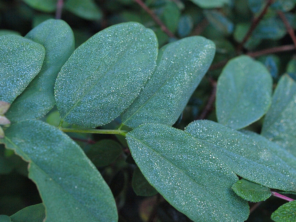 Dew leaves water