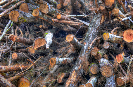 Stacked wood HDR photo