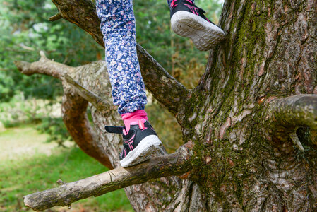 Child climbing tree photo