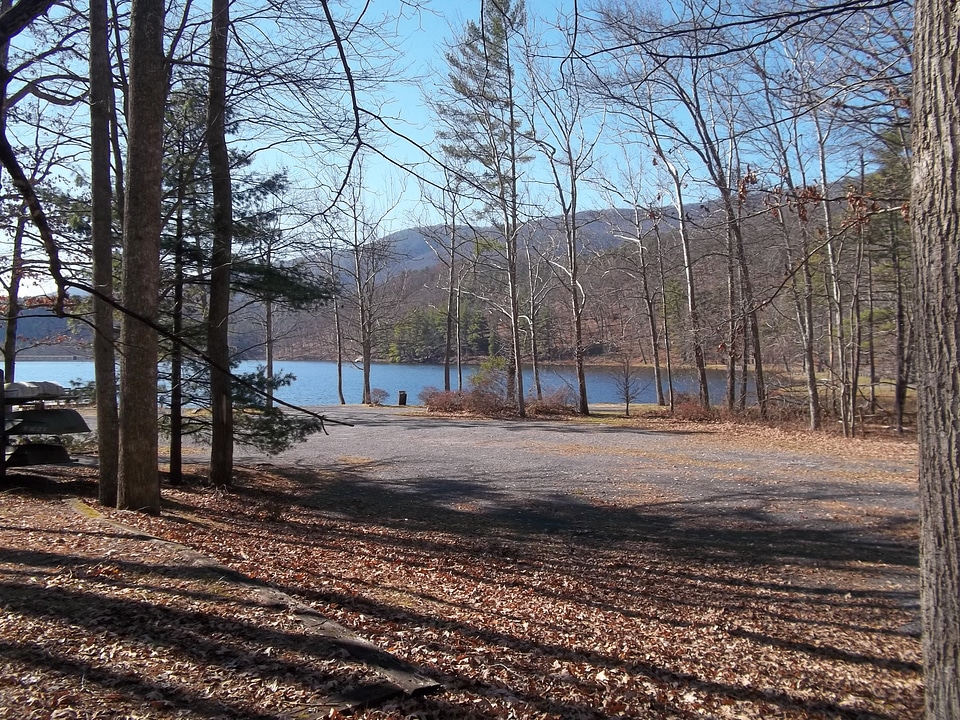 Lake water forest