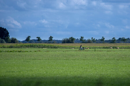 Dutch landscape with cyclist photo