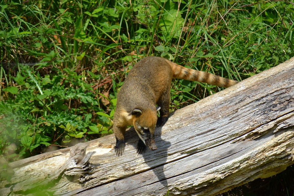 Quati mammal animal