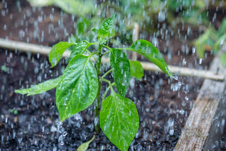 Watering the plant