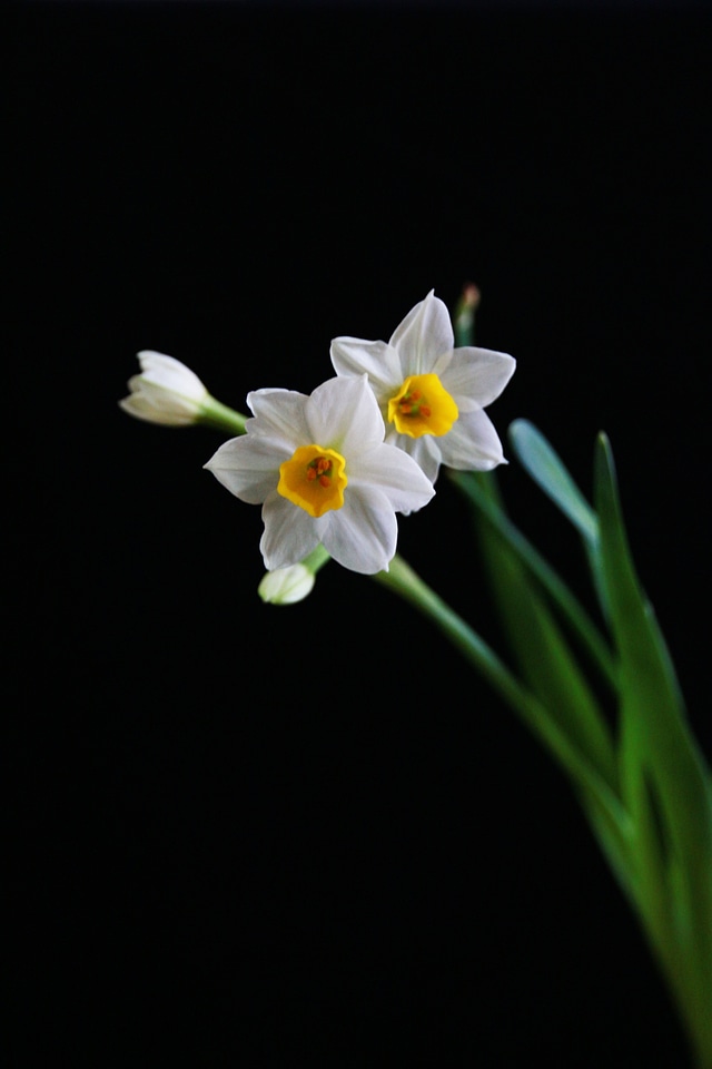 Narcissus white chinese new year