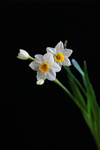 Narcissus white chinese new year