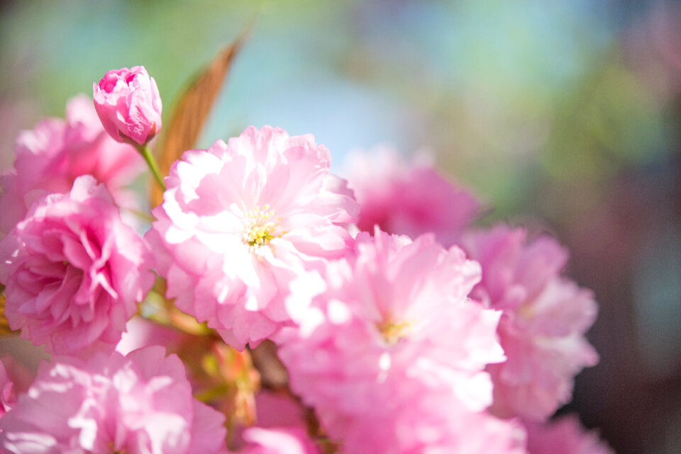 Pink blossoms photo