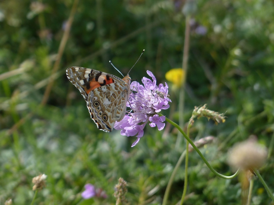 Edelfalter nymphalidae animal