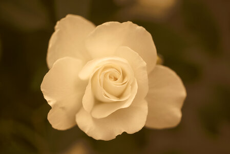 White rose sepia photo