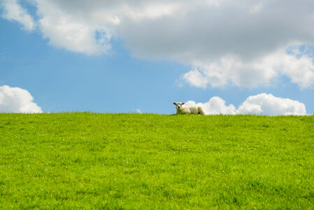 Lamb laying on a dike photo