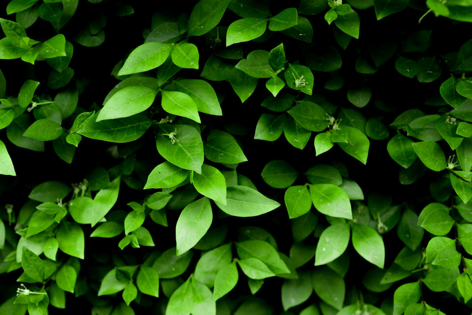 Green leafs photo