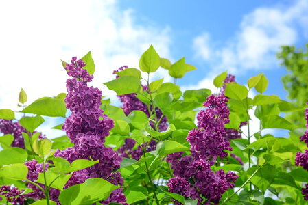 Purple flowers and green leafs photo