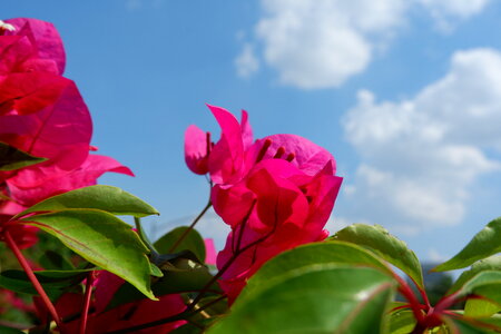Fresh Pink