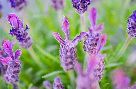 Purple lavender photo