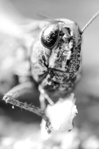 Grashopper in black and white photo
