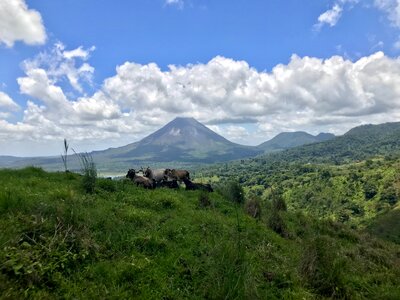 Vulcano cows in El Castillo | Costa Rica photo